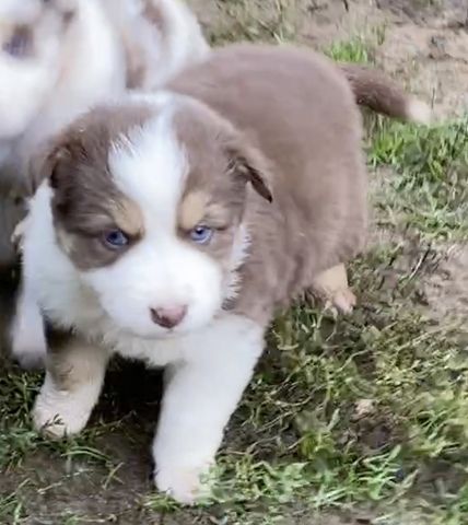 Süsse Australian Shepherd-Welpen suchen ihr Für-Immer-Zuhause ab 26.10.2025