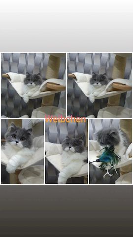 Bkh kitten