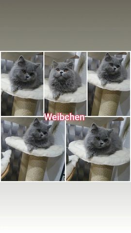 Bkh kitten