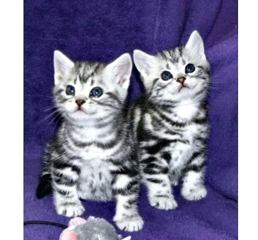 BKH Britisch Kurzhaar Katzen mit Stammbaum 