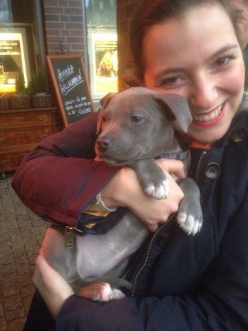 American Blue-Line Pit Bull Terrier Welpen