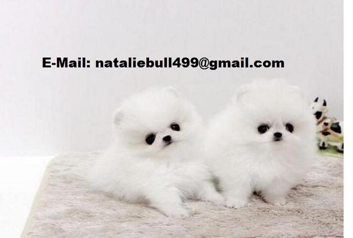 Pomeranian Zwergspitz Welpen ZUM VERSCHENKEN