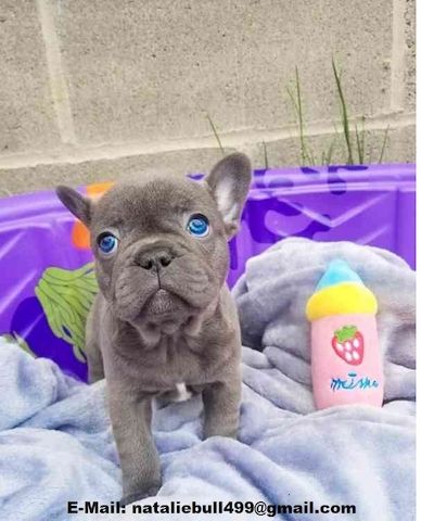 Französische Bulldoggen Welpen Rüden und Hündinnen