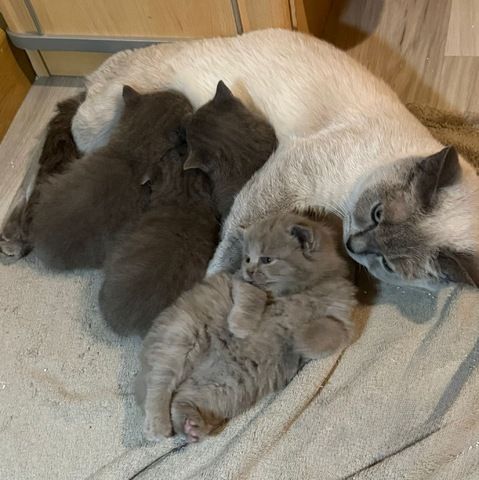 4 süße BKH Kitten suchen ab Anfang  Dezember ein neues zu Hause!