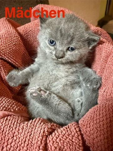 4 süße BKH Kitten suchen ab Anfang  Dezember ein neues zu Hause!