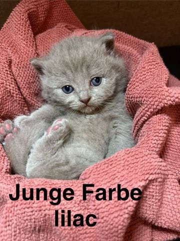 4 süße BKH Kitten suchen ab Anfang  Dezember ein neues zu Hause!