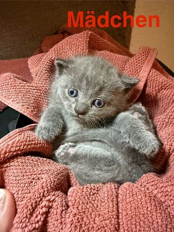 4 süße BKH Kitten suchen ab Anfang  Dezember ein neues zu Hause!
