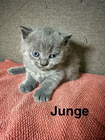 4 süße BKH Kitten suchen ab Anfang  Dezember ein neues zu Hause!