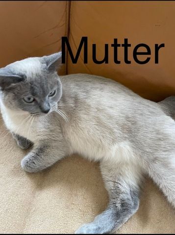 4 süße BKH Kitten suchen ab Anfang  Dezember ein neues zu Hause!