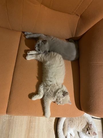 4 BLH Babys und 1 BKH Baby mit Stammbaum suchen ihr neues Lieblingszuhause