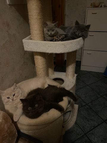 4 BLH Babys und 1 BKH Baby mit Stammbaum suchen ihr neues Lieblingszuhause
