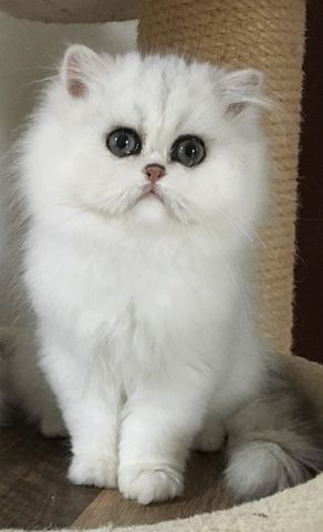 Perserkatzen