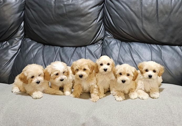 Wunderschöner Maltipoo-Wurf 🐶🐾 Wunderschöner Maltipoo-Wurf 🐶🐾