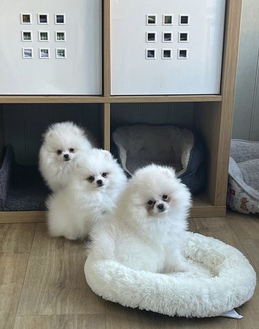 Zwei wunderschöne weiße Rüden und die Schneewittchen-Prinzessin Zwei wunderschöne weiße Rüden und die Schneewittchen-Prinzessin