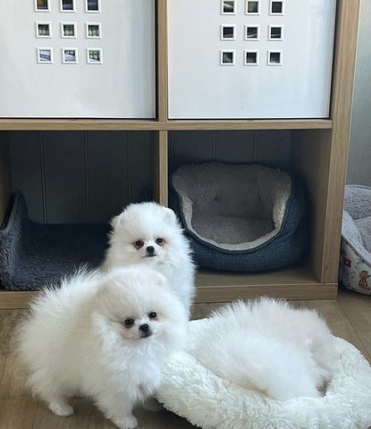 Zwei wunderschöne weiße Rüden und die Schneewittchen-Prinzessin Zwei wunderschöne weiße Rüden und die Schneewittchen-Prinzessin