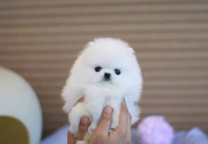 Reinrassige Pomeranian Welpen