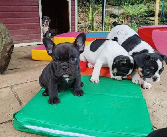 Gesündeste Französische Bulldoggenwelpen abzugeben.