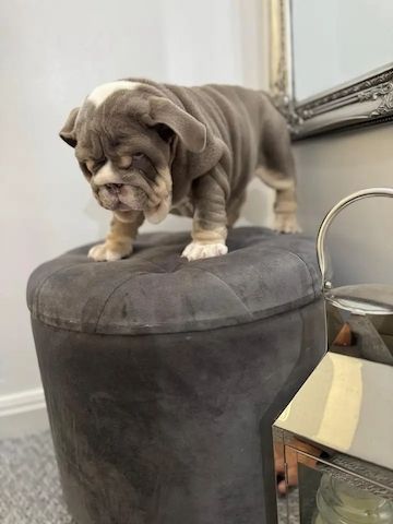 Englische Bulldogge Welpe zu verkaufen