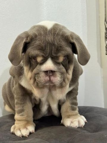 Englische Bulldogge Welpe zu verkaufen