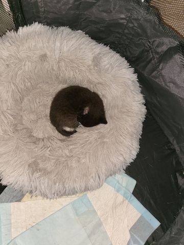 Bkh 1 kitten zu verkaufen Bkh 1 kitten zu verkaufen