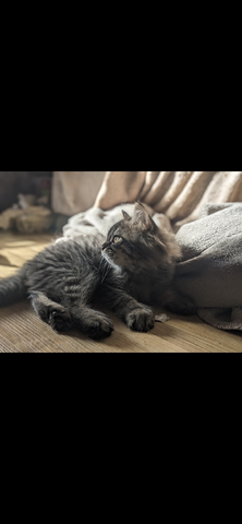 Königlicher BKH/BKH Kater abzugeben Königlicher BKH/BKH Kater abzugeben