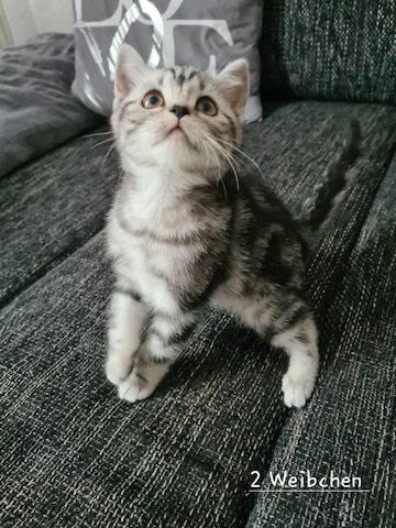 Süße BKH Kitten abzugeben Süße BKH Kitten abzugeben