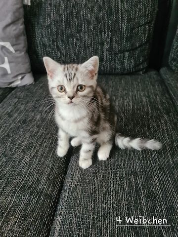 Süße BKH Kitten abzugeben Süße BKH Kitten abzugeben