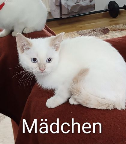 Kätzchen