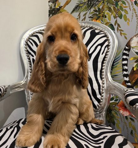 Arbeitshunde-Welpen – abholbereit. Arbeitshunde-Welpen – abholbereit.