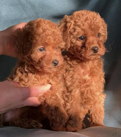 Wunderschöner Maltipoo-Wurf 🐶🐾