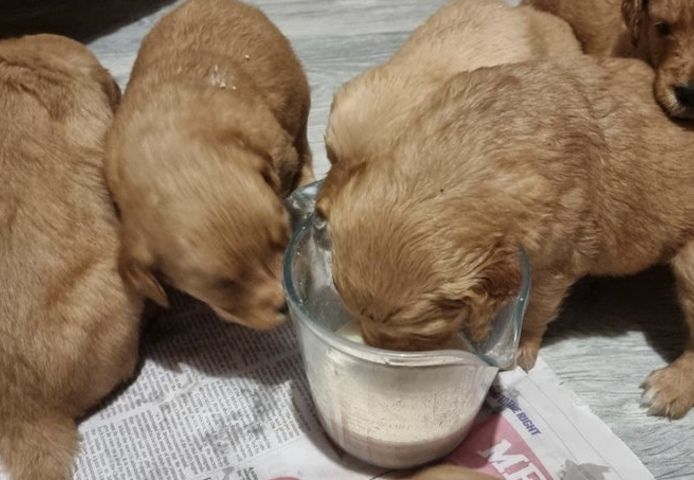 Reg - Golden Retriever (Arbeitsblutlinie)