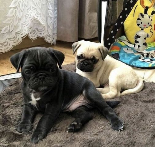 Mops Welpen Mops Welpen