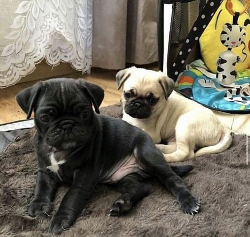 Mops Welpen Mops Welpen