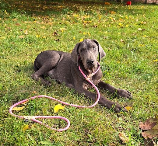 Dobermann Welpen in Blue & Rust und Blue Melanistic Dobermann Welpen in Blue & Rust und Blue Melanistic