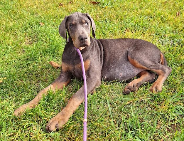 Dobermann Welpen in Blue & Rust und Blue Melanistic Dobermann Welpen in Blue & Rust und Blue Melanistic