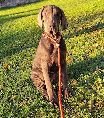 Dobermann Welpen in Blue & Rust und Blue Melanistic Dobermann Welpen in Blue & Rust und Blue Melanistic