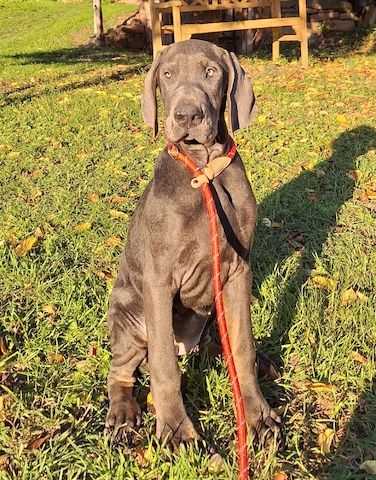 Dobermann Welpen in Blue & Rust und Blue Melanistic Dobermann Welpen in Blue & Rust und Blue Melanistic