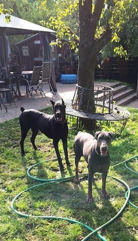Dobermann Welpen in Blue & Rust und Blue Melanistic Dobermann Welpen in Blue & Rust und Blue Melanistic