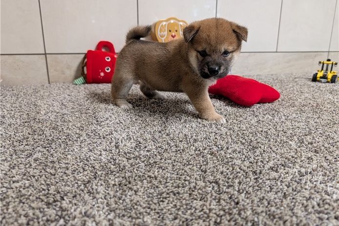Shiba Inu-Welpen zur Adoption verfügbar