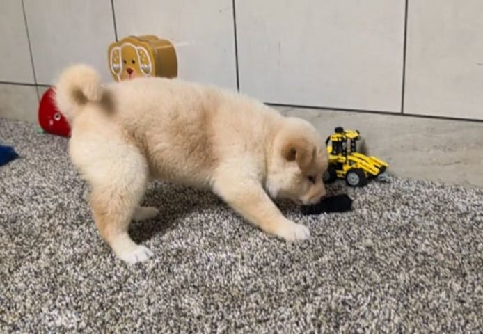 Shiba Inu-Welpen zur Adoption verfügbar