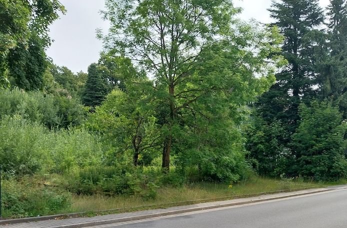 Baugrundstück 1.147 qm in Clausthal-Zellerfeld provisionsfrei Baugrundstück 1.147 qm in Clausthal-Zellerfeld provisionsfrei