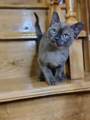 Burma-Kätzchen – Mädchen, Antiallergen, verschmust, Sobelfarbe, geboren am 28.07.2025 Burma-Kätzchen – Mädchen, Antiallergen, verschmust, Sobelfarbe, geboren am 28.07.2025