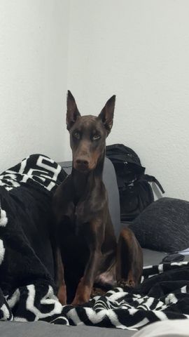 Dobermann rüde