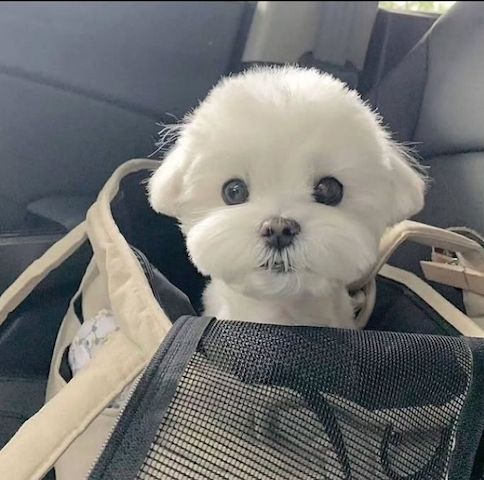 Wir bieten putzige, gesunde Malteserwelpen an. Wir bieten putzige, gesunde Malteserwelpen an.