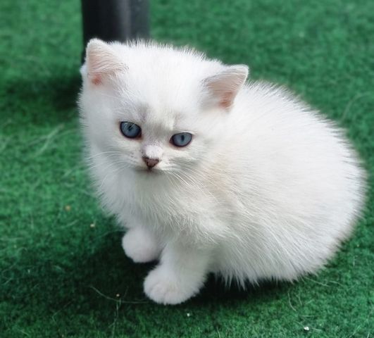 Supersüße Kitten mit blauen Augen BKH seal-silver-shaded-point ns 11 33 reinrassig!