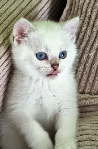 Supersüße Kitten mit blauen Augen BKH seal-silver-shaded-point ns 11 33 reinrassig!