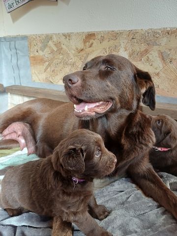 Labrador Welpen braun