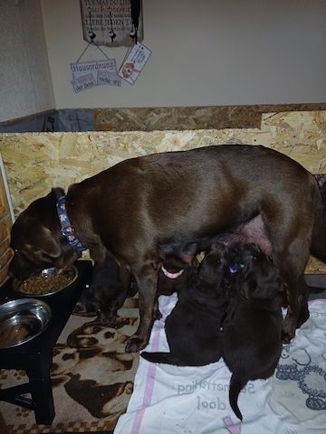 Labrador Welpen braun