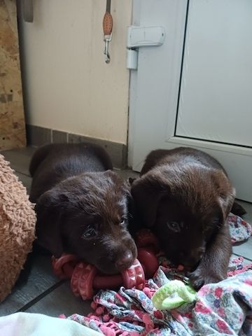 Labrador Welpen braun