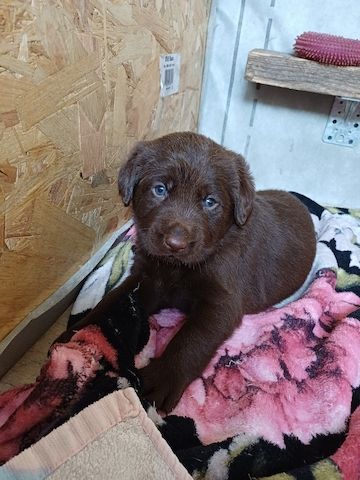 Labrador Welpen braun
